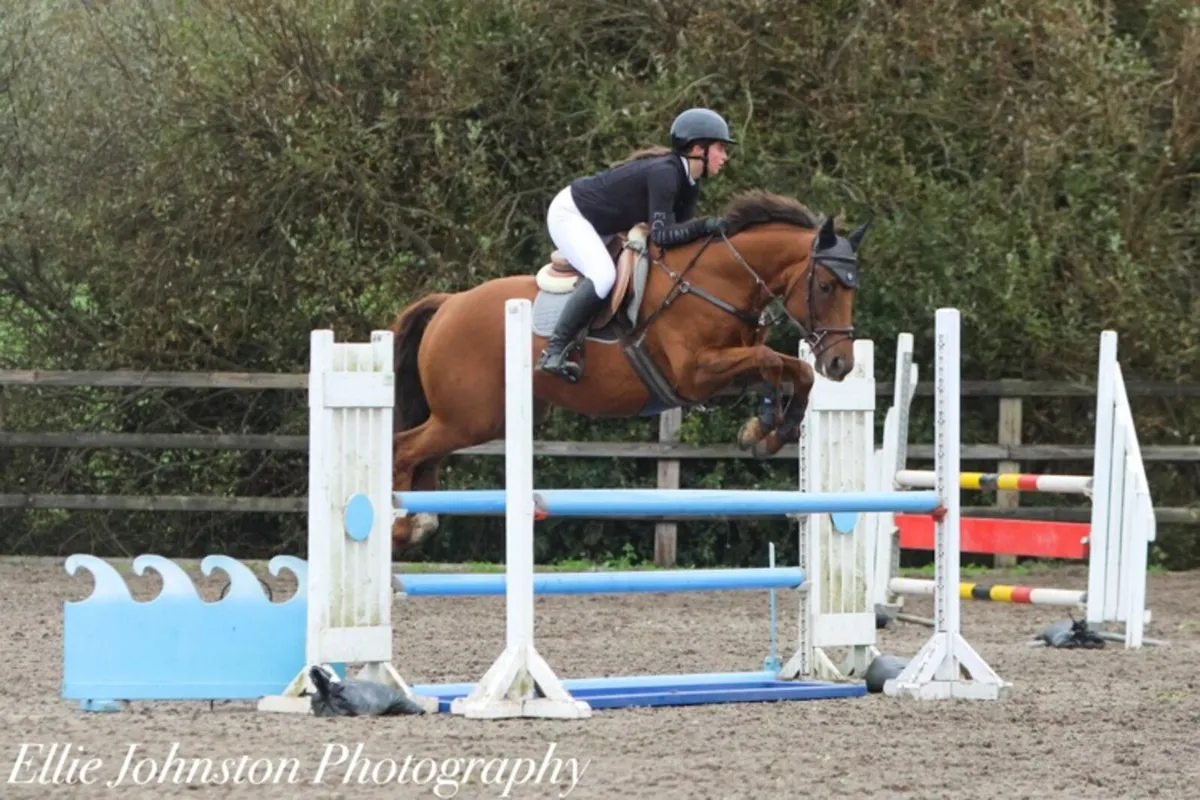 Frankie.  All rounder 15’2  8 yr old TB - Image 1