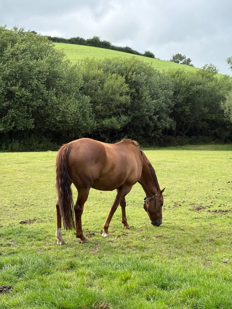 Frankie.  All rounder 15’2  8 yr old TB - Image 4