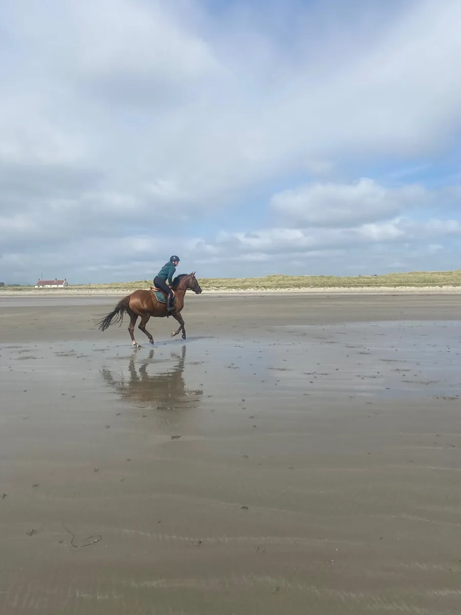 Frankie.  All rounder 15’2  8 yr old TB - Image 2