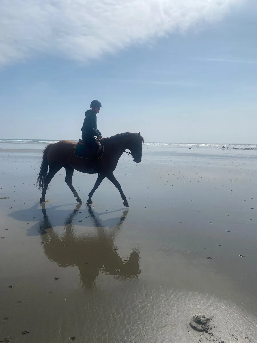 Frankie.  All rounder 15’2  8 yr old TB - Image 3