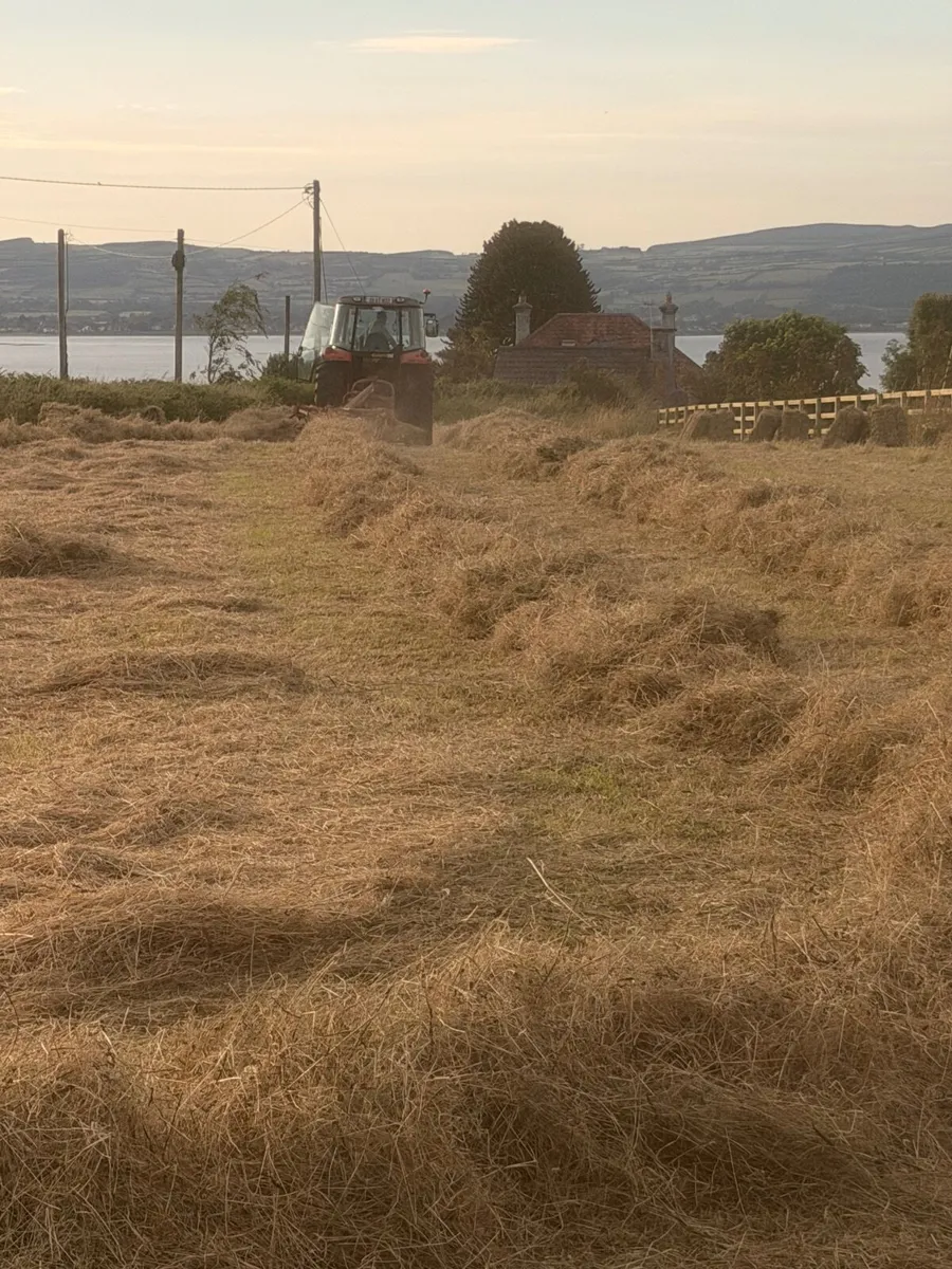 Hay. Small square bales. - Image 1