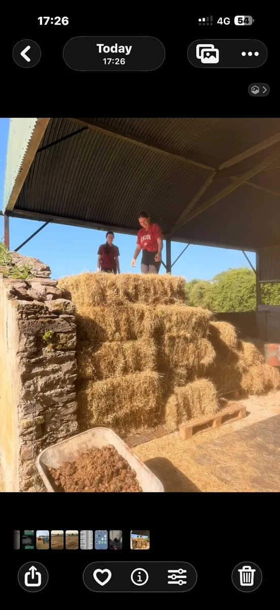Hay. Small square bales. - Image 3