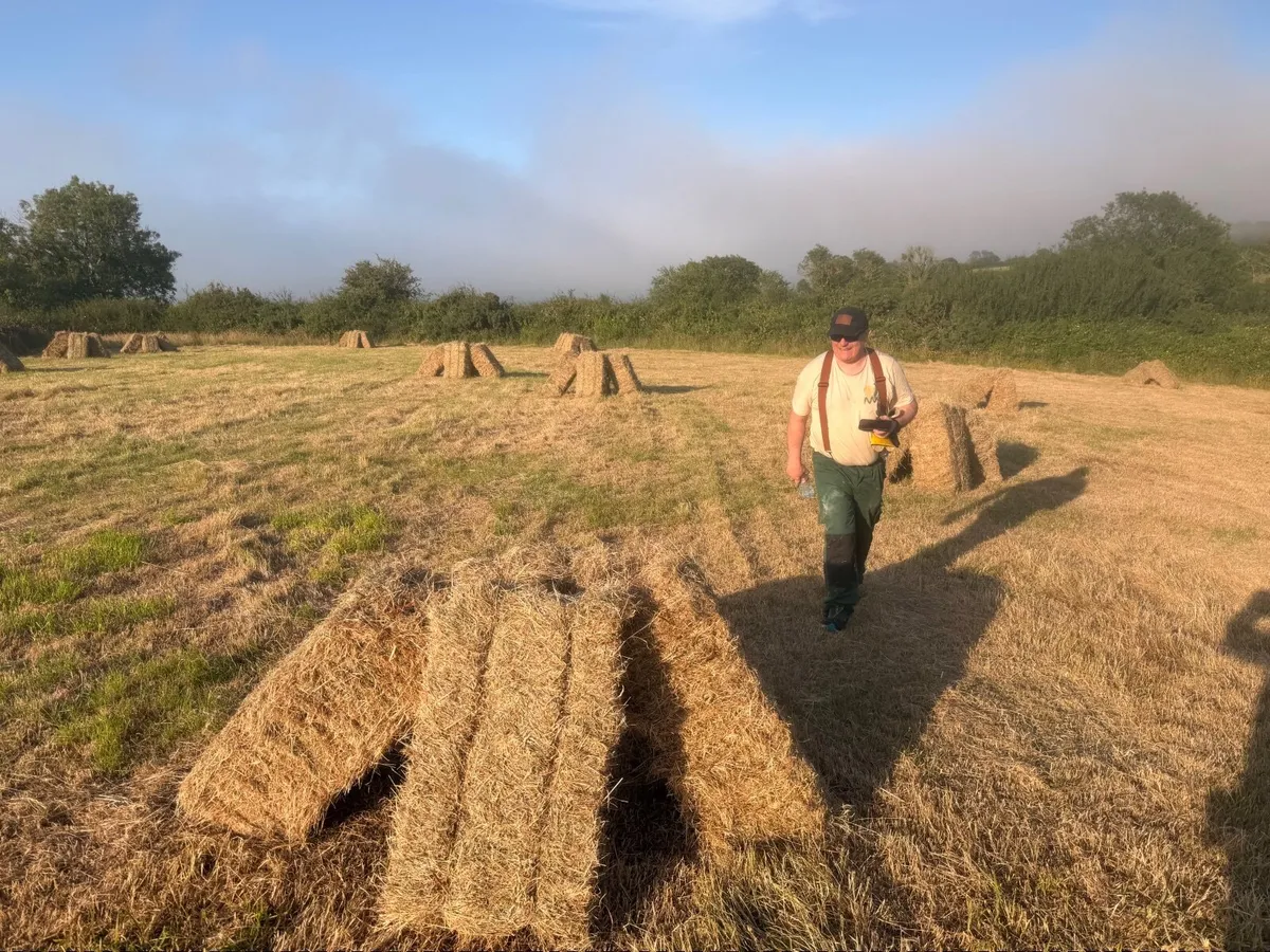 Hay. Small square bales. - Image 2