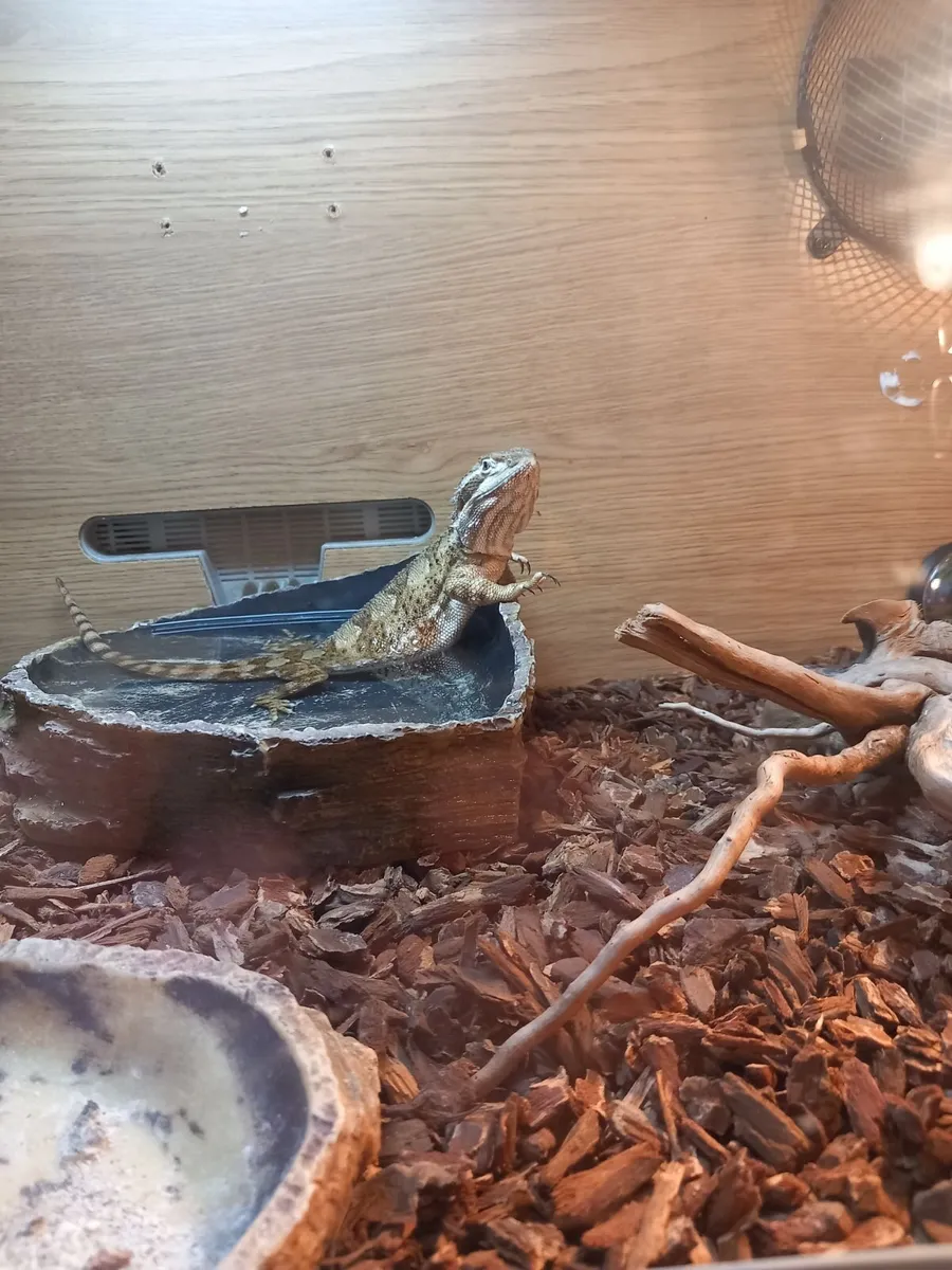 Reptiles - Image 1