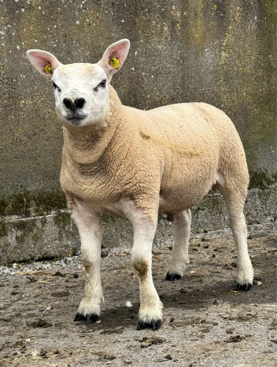 Texel Ram Lambs - Image 4