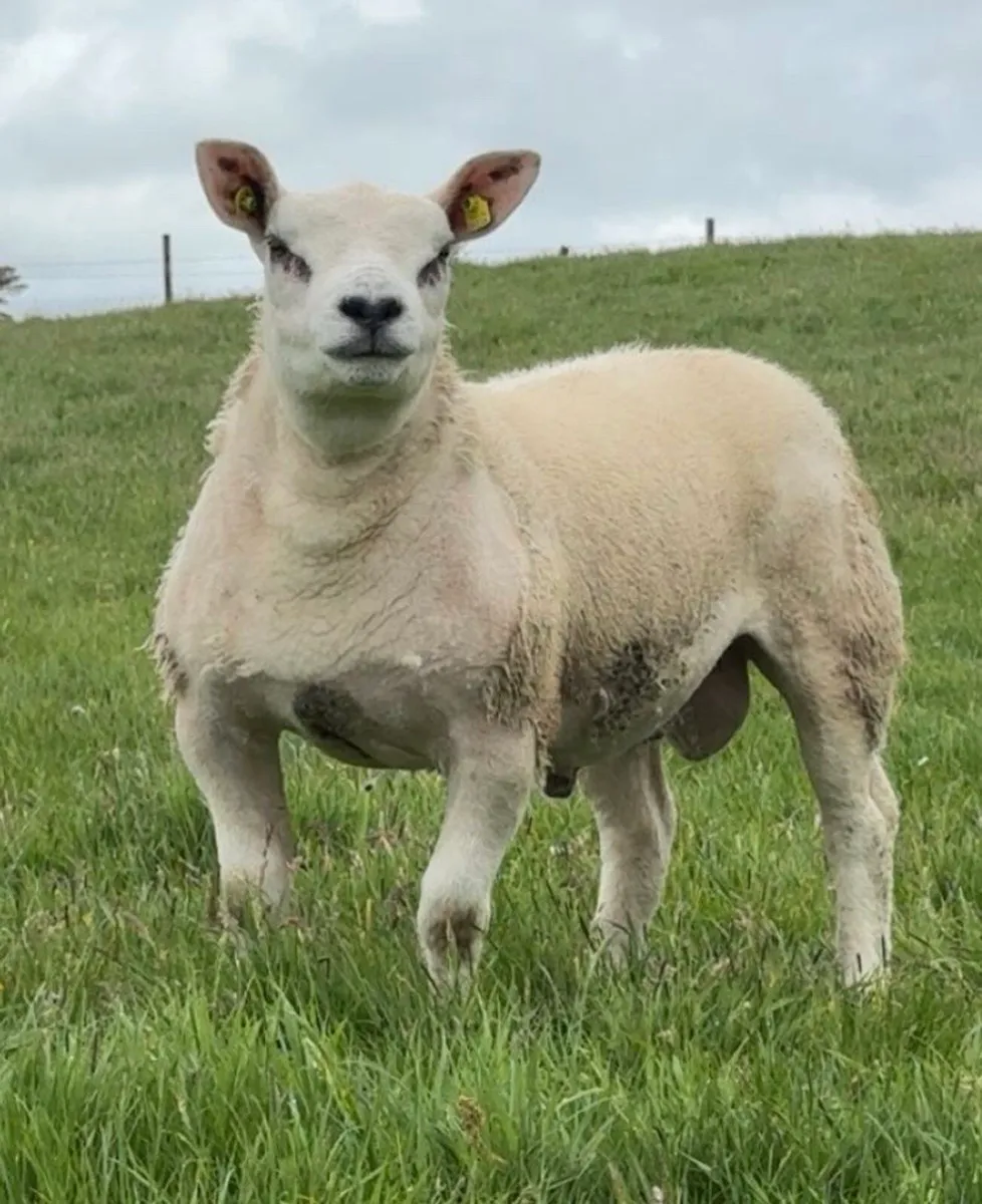 Texel Ram Lambs - Image 2