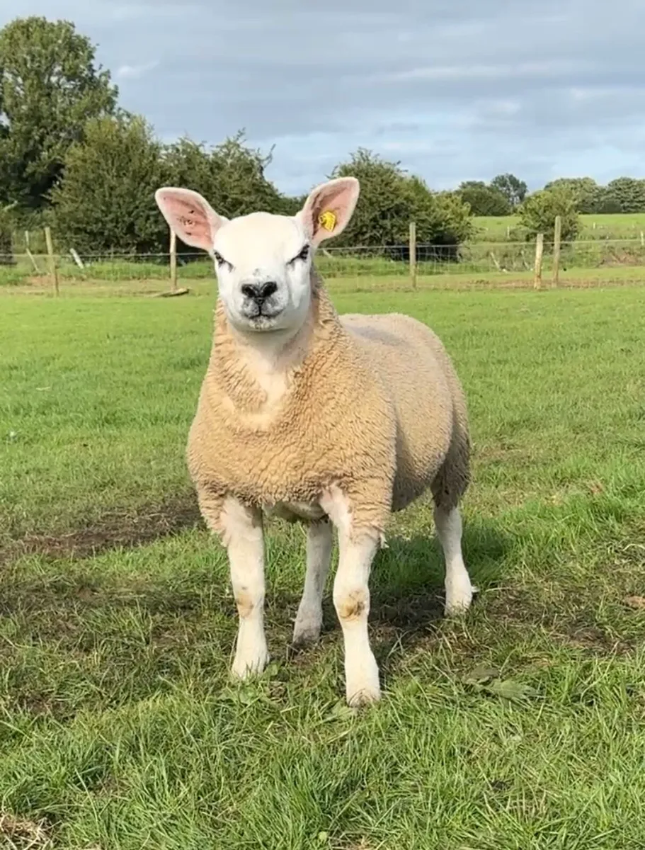 Texel Ram Lambs - Image 3