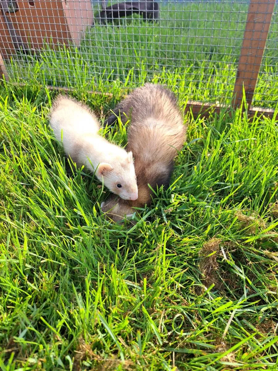 Ferrets - Image 2