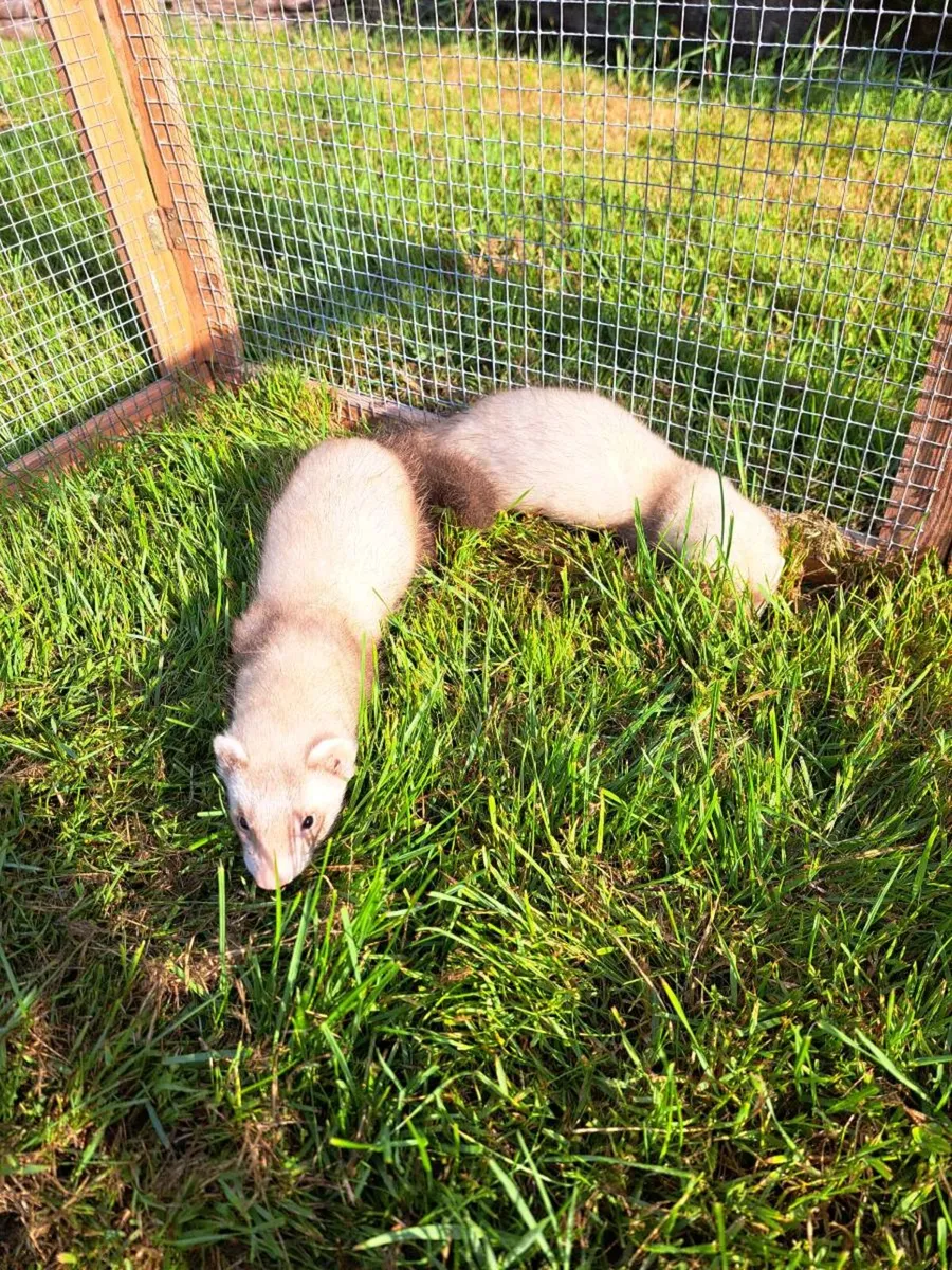 Ferrets - Image 1