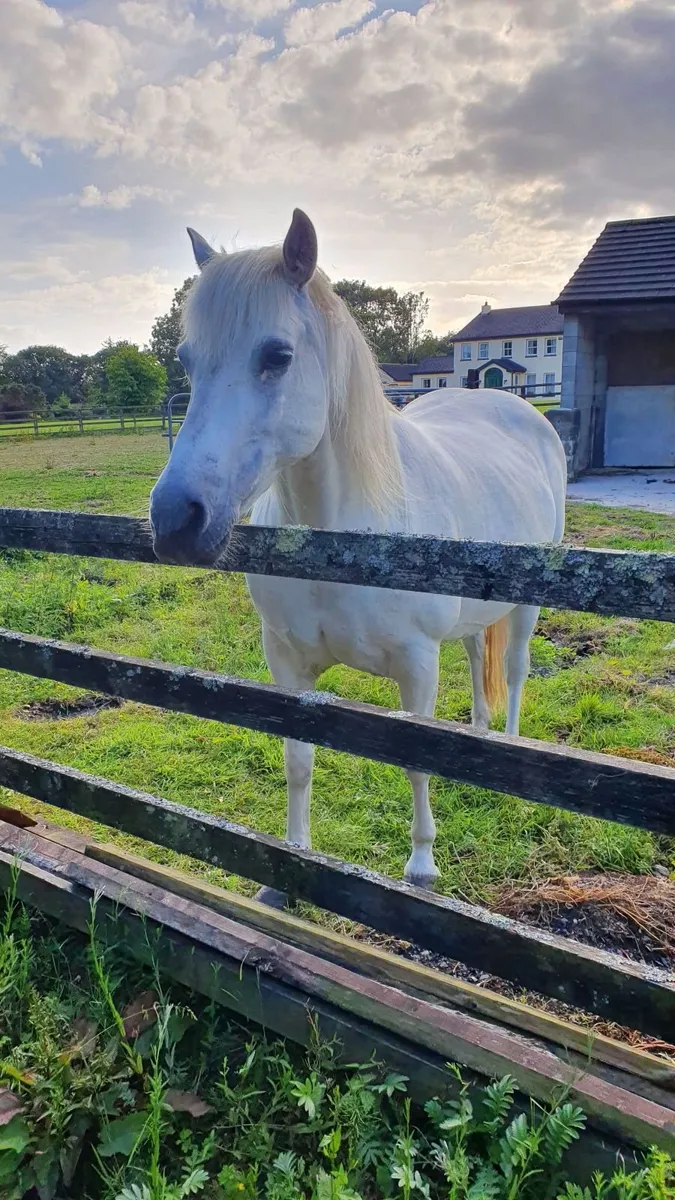 Much loved Pony - Image 1