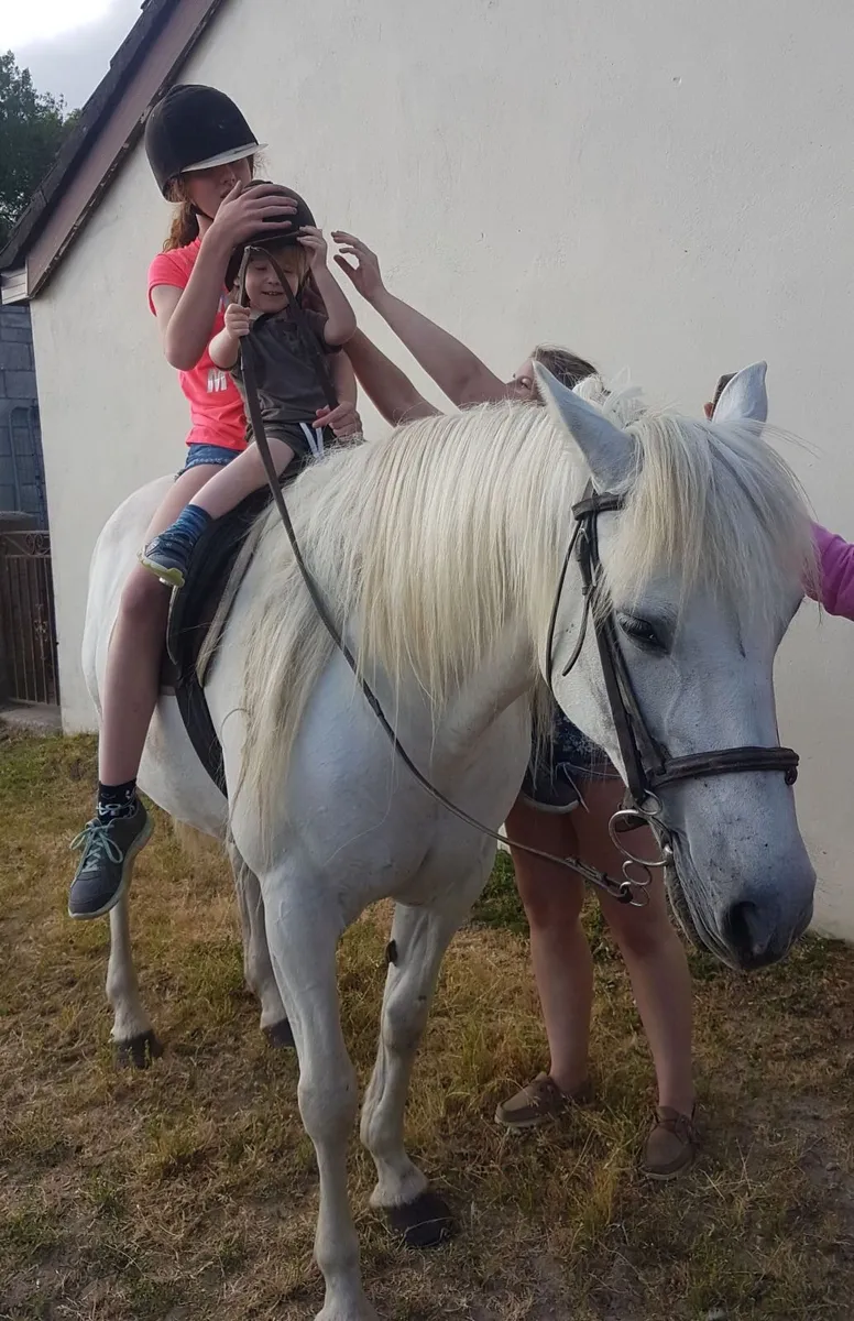 Much loved Pony - Image 2