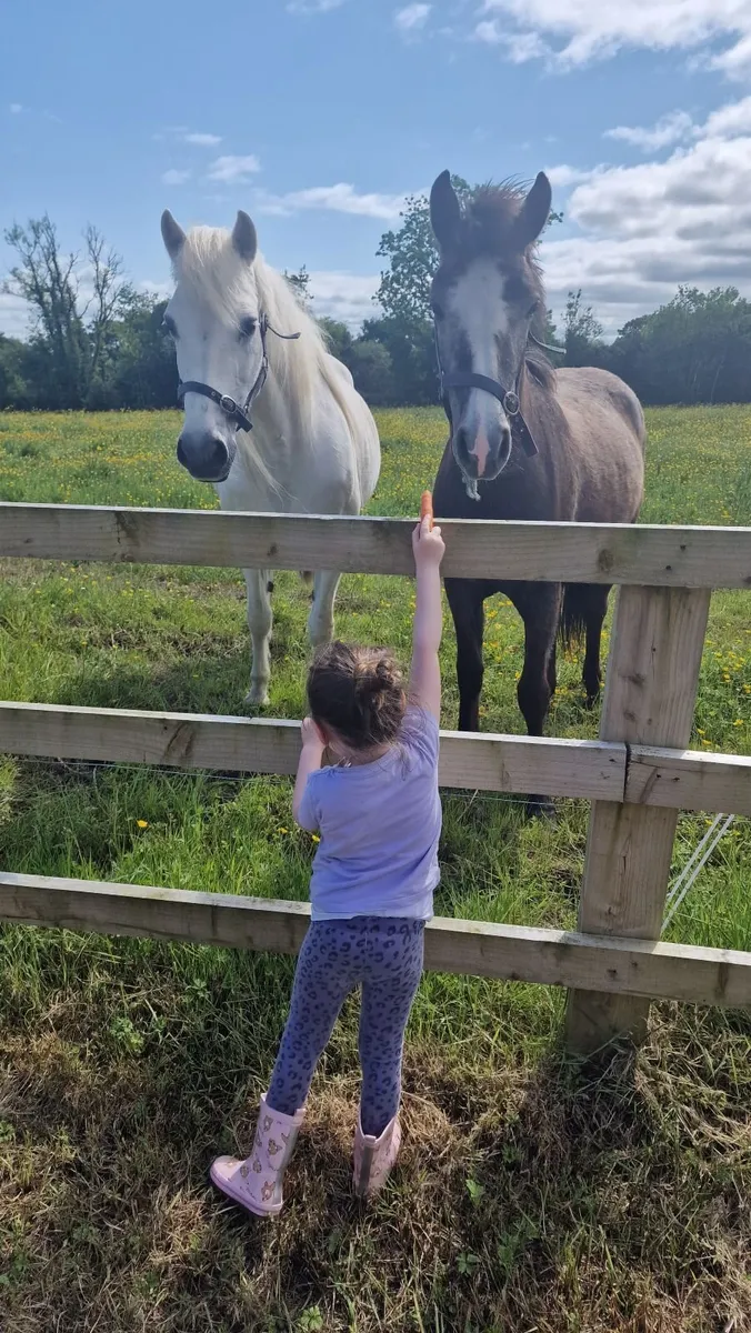 Much loved Pony - Image 3