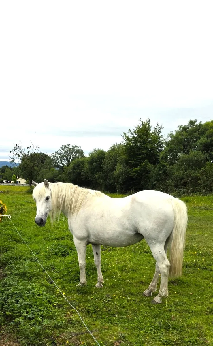 Much loved Pony - Image 4