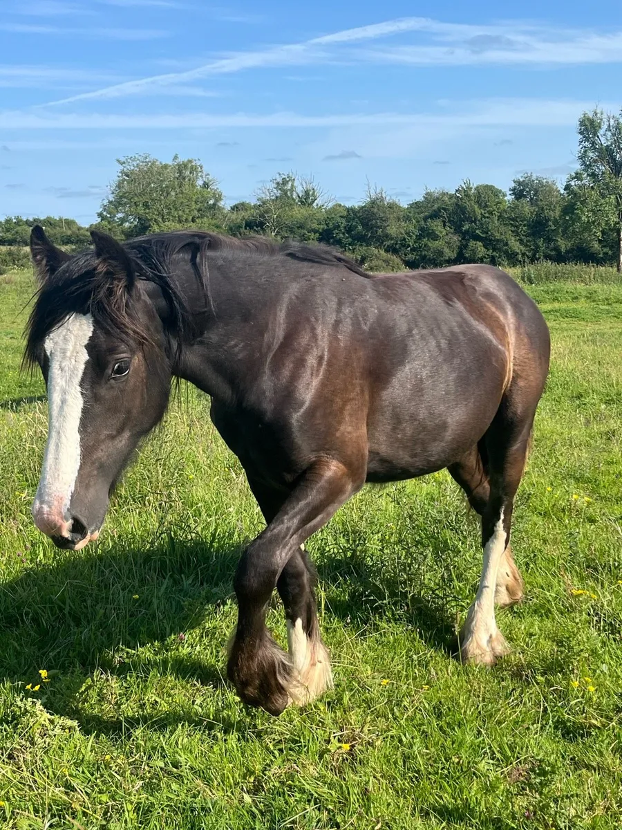 Yearling cob filly - Image 2