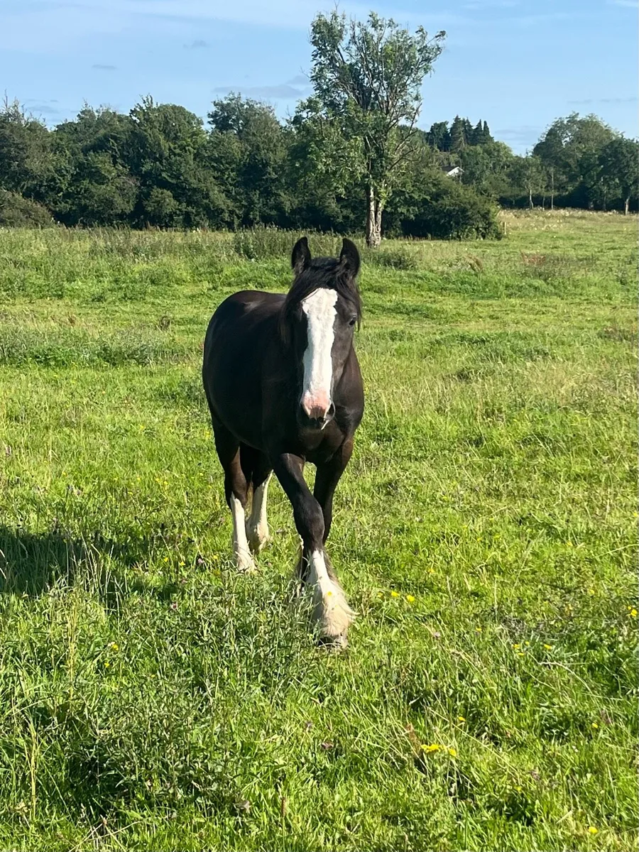 Yearling cob filly - Image 1