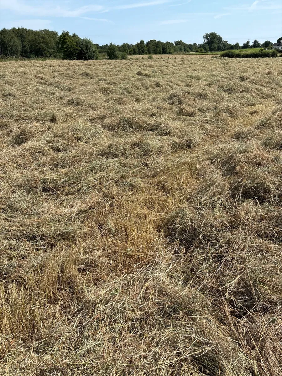 Hay - Image 4