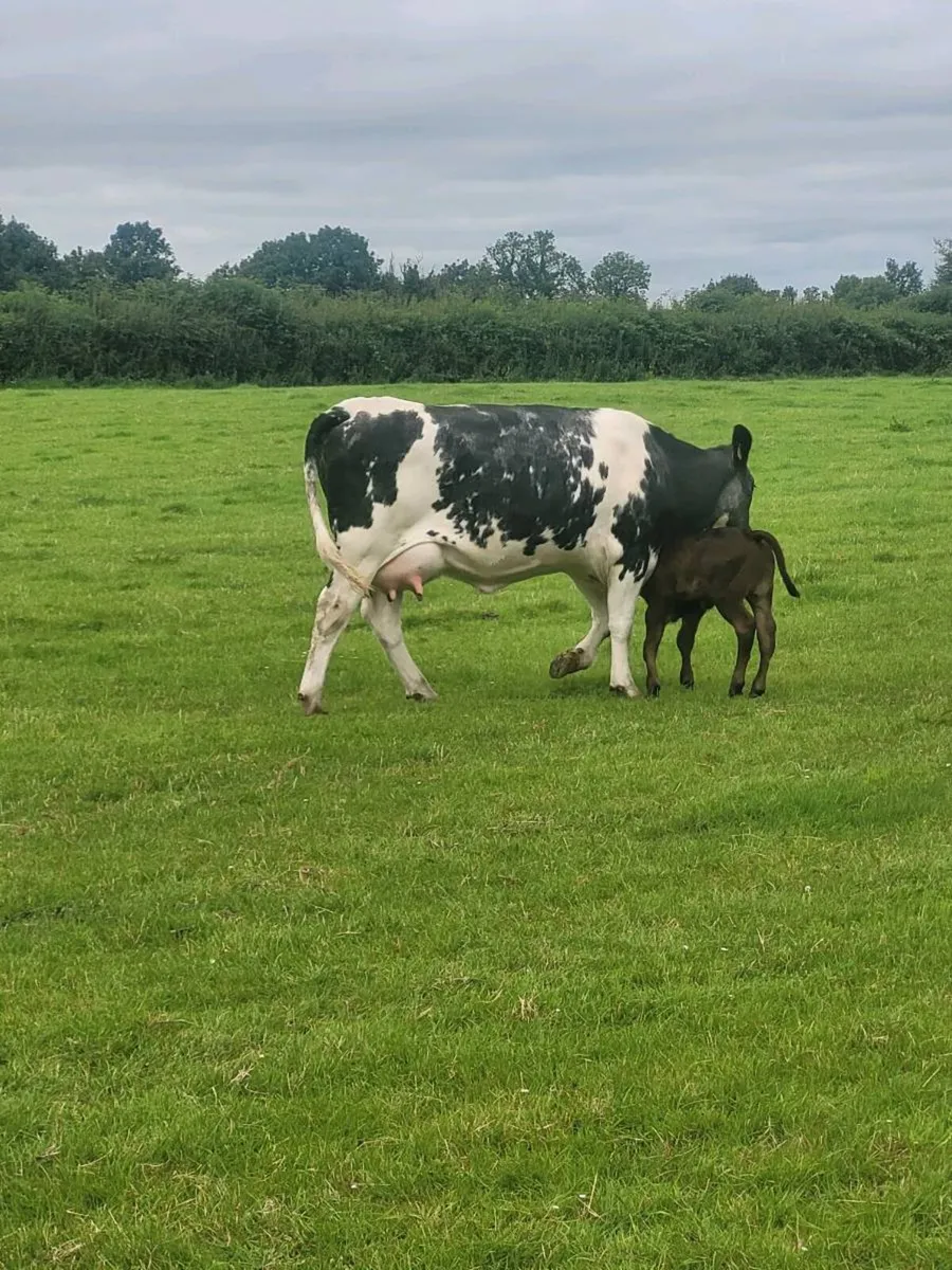 Heifer with calf at foot - Image 1