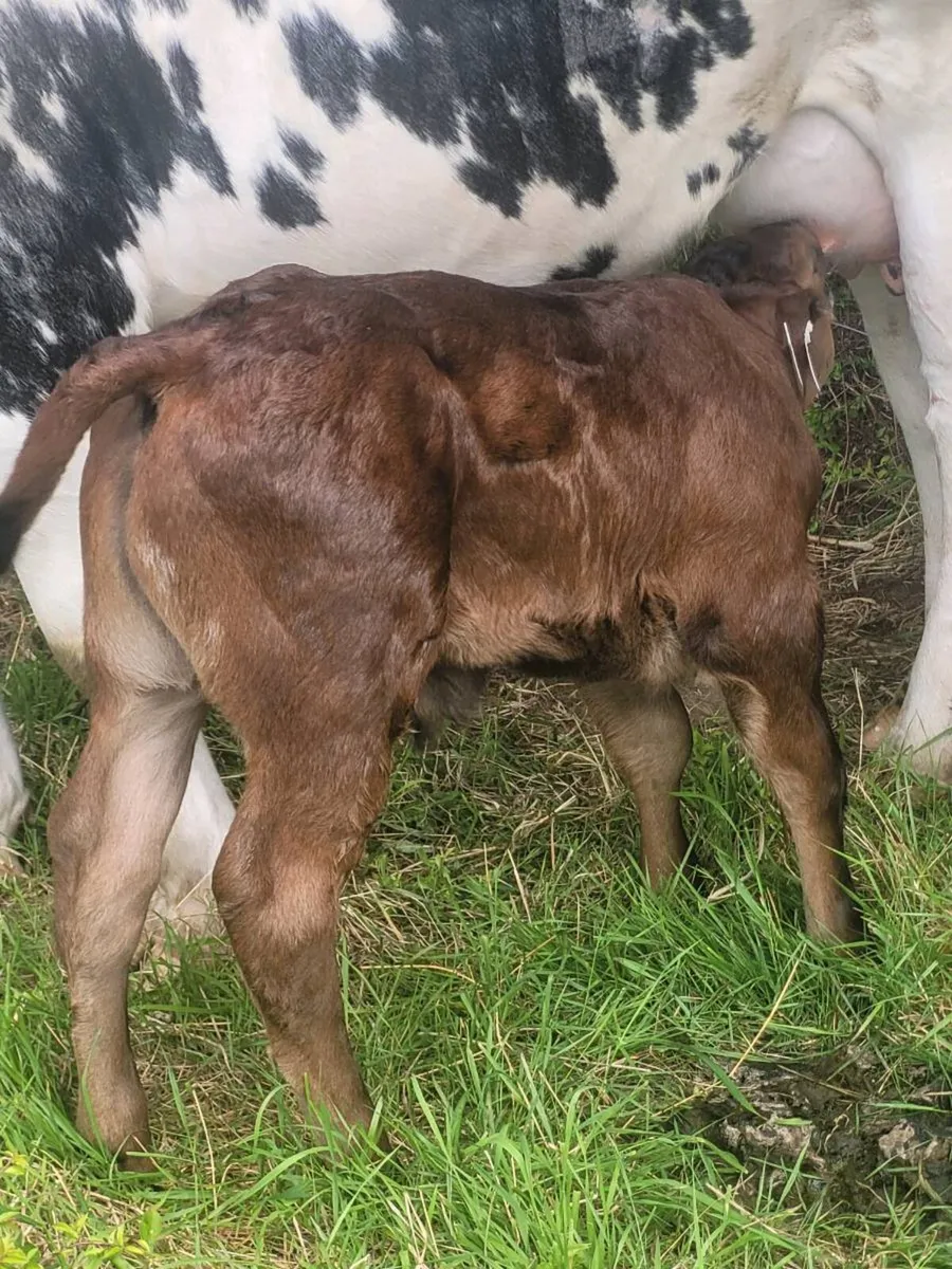 Heifer with calf at foot - Image 2