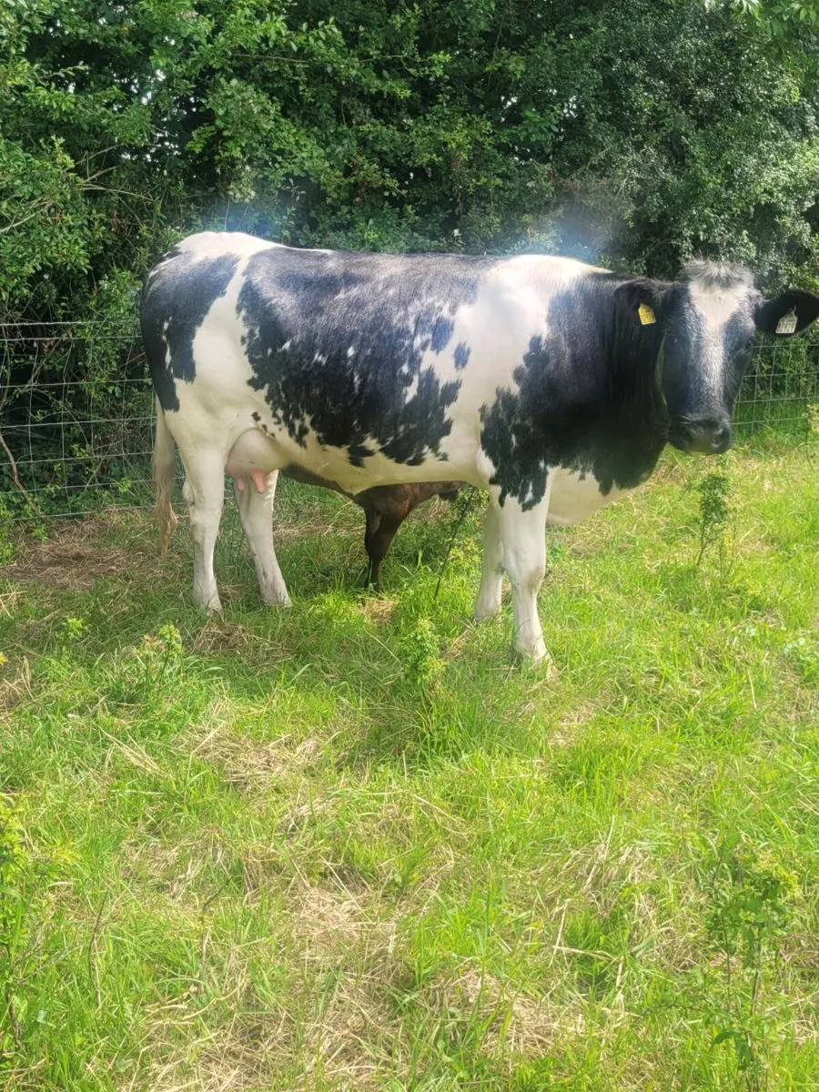 Heifer with calf at foot - Image 3