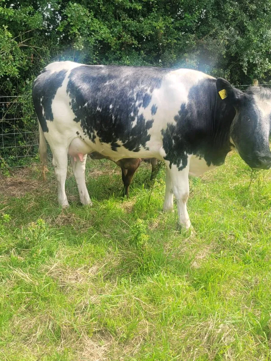 Heifer with calf at foot - Image 4