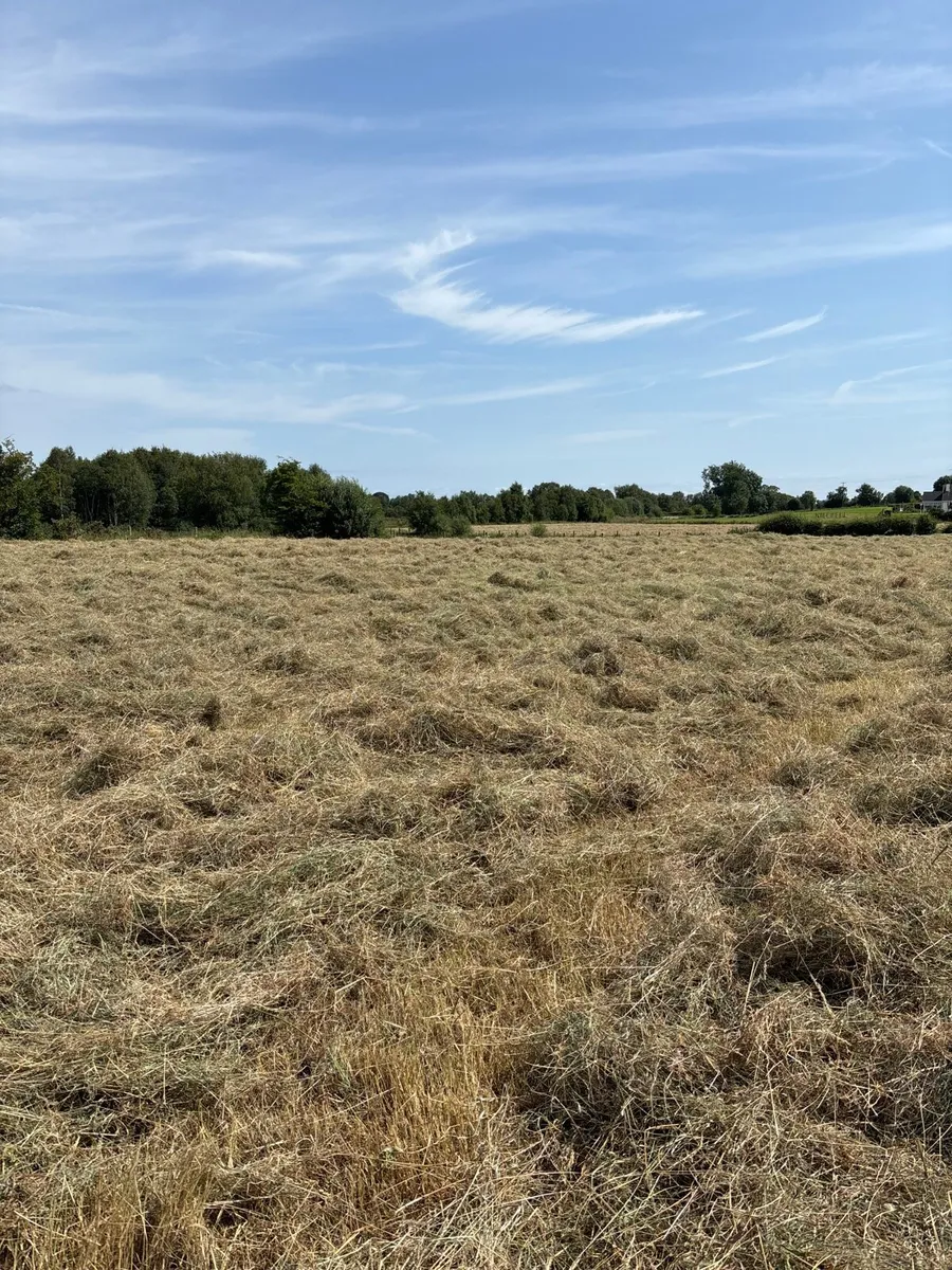 Hay - Image 2