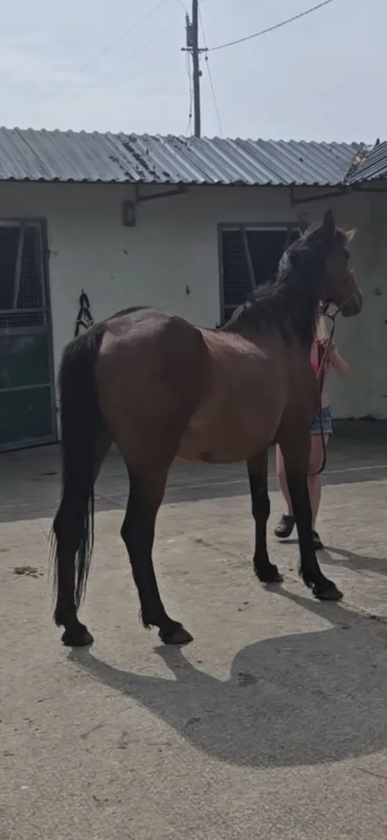 15h bay mare - Image 2