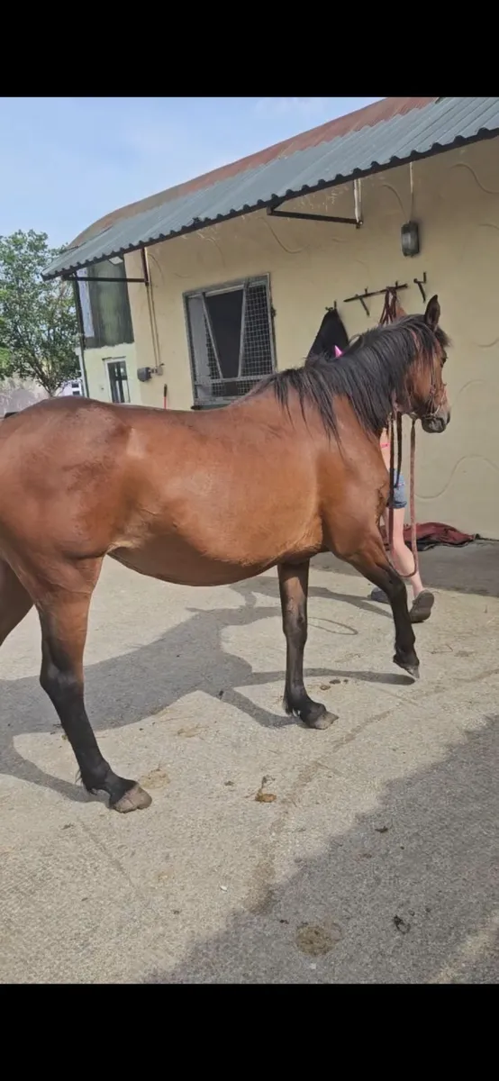 15h bay mare - Image 3