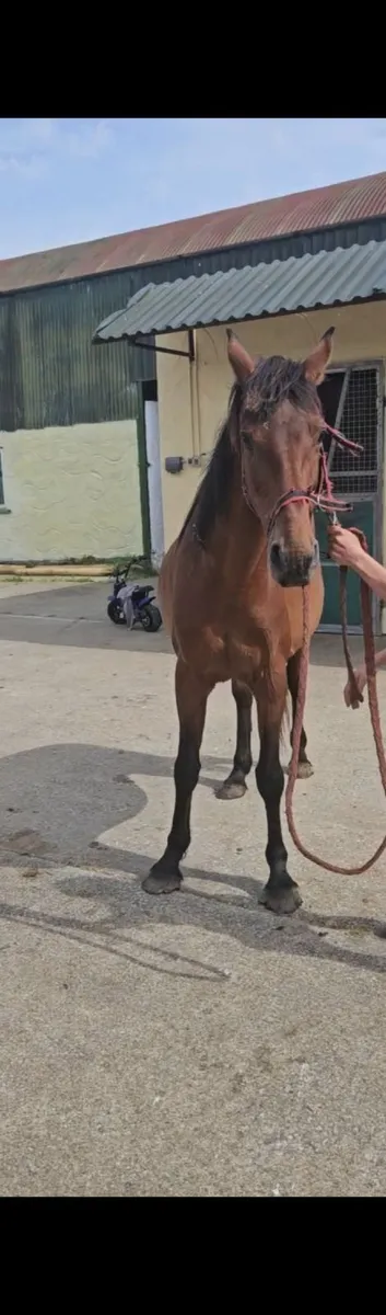 15h bay mare - Image 1