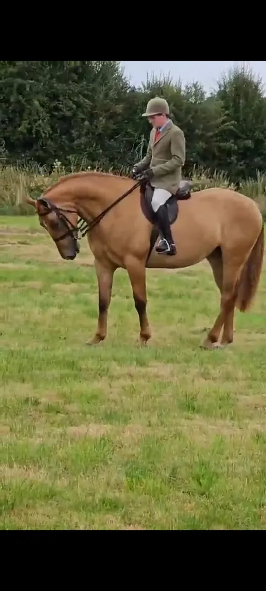 Fabulous Irish Draught mare - Image 1