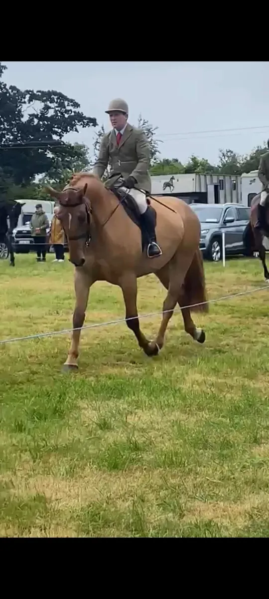 Fabulous Irish Draught mare - Image 2