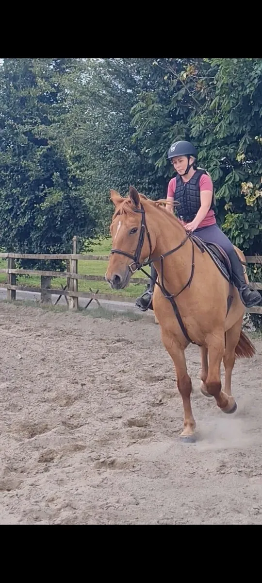 Fabulous Irish Draught mare - Image 4