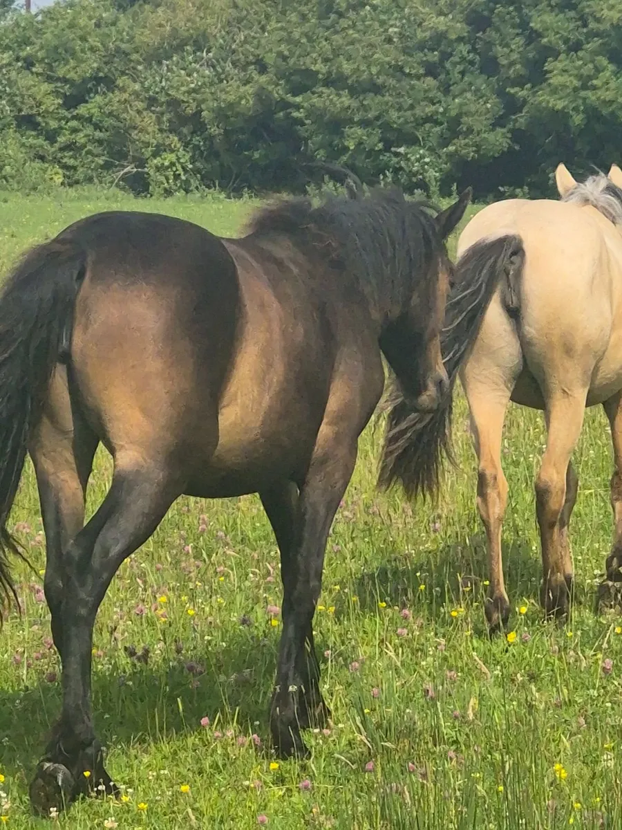 Ponies - Image 1