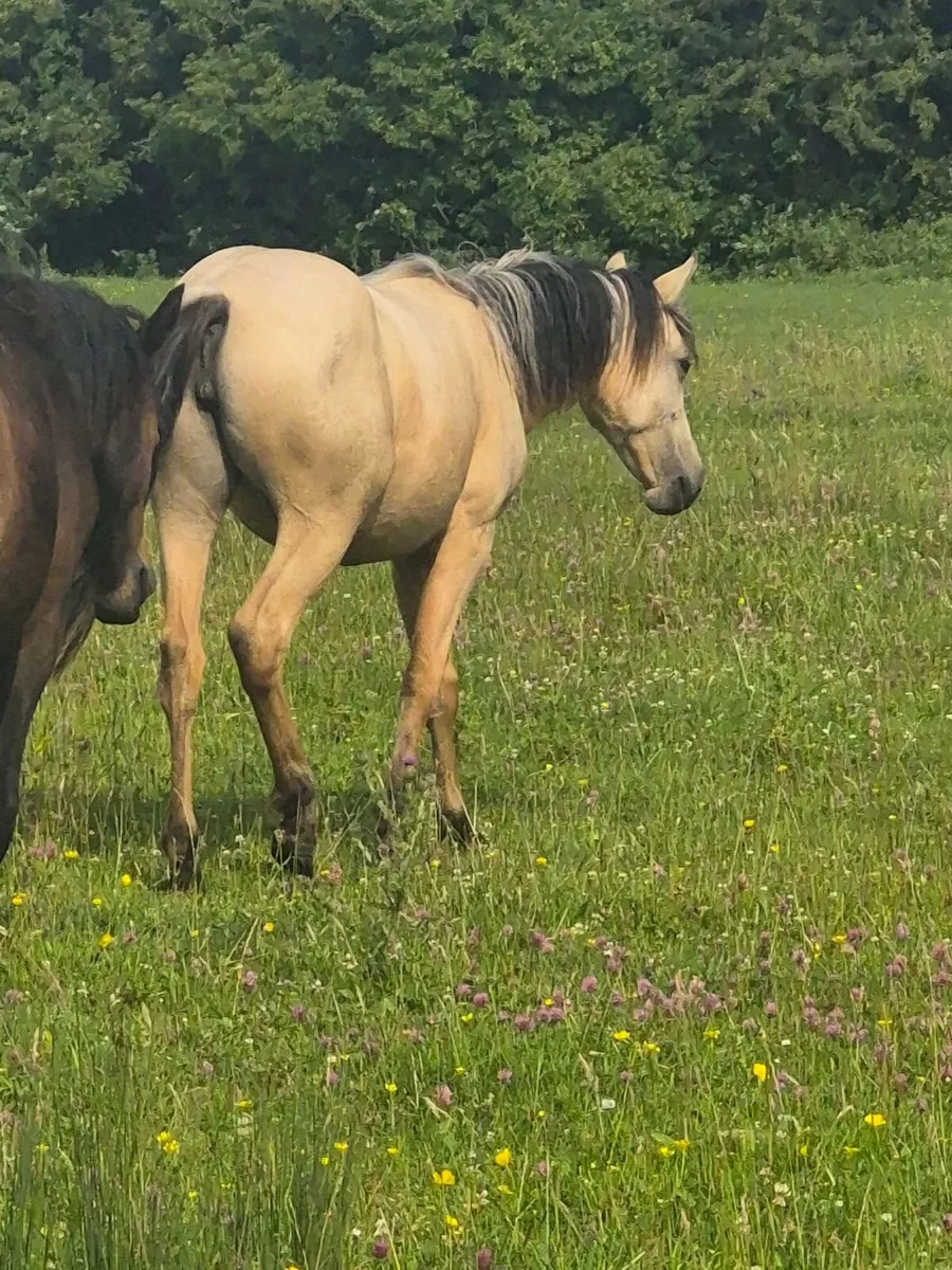 Ponies - Image 2
