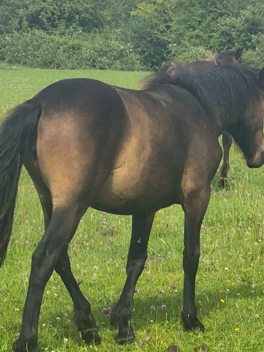 Ponies - Image 3