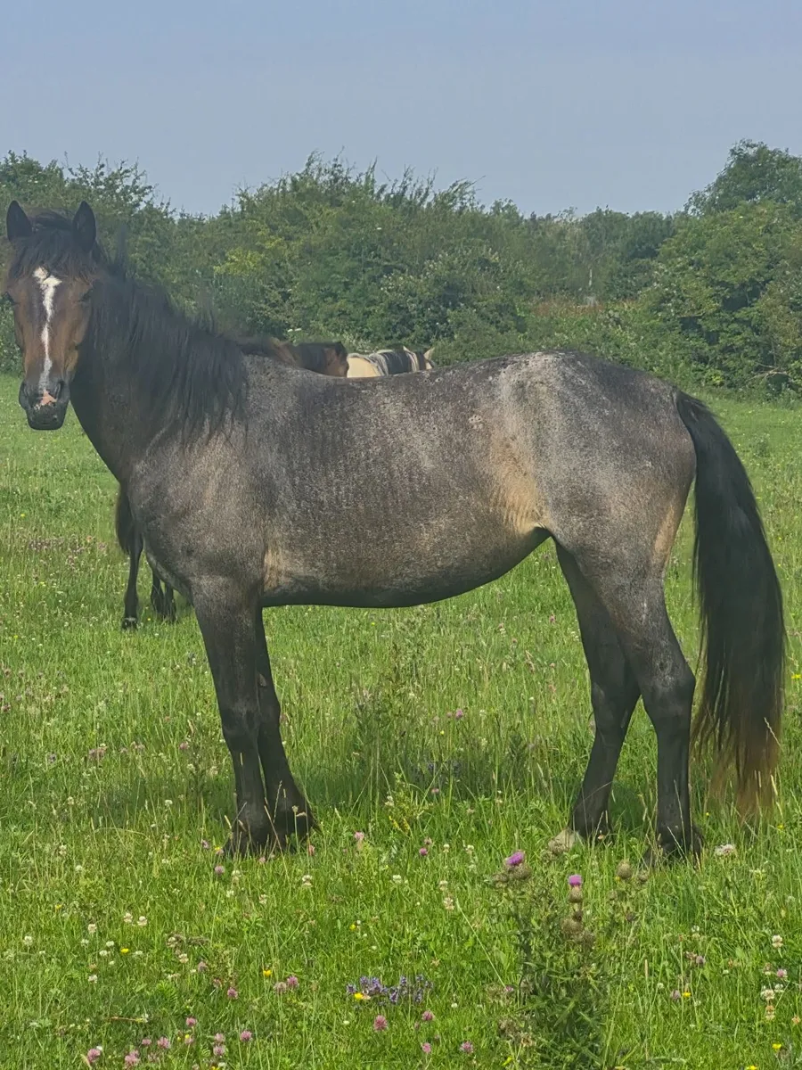 Ponies - Image 4