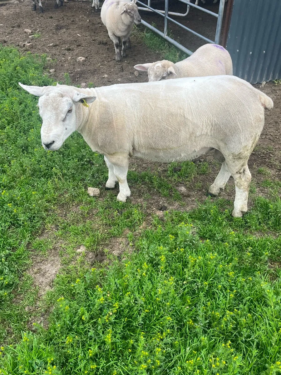 Texel  hoggot ram - Image 1
