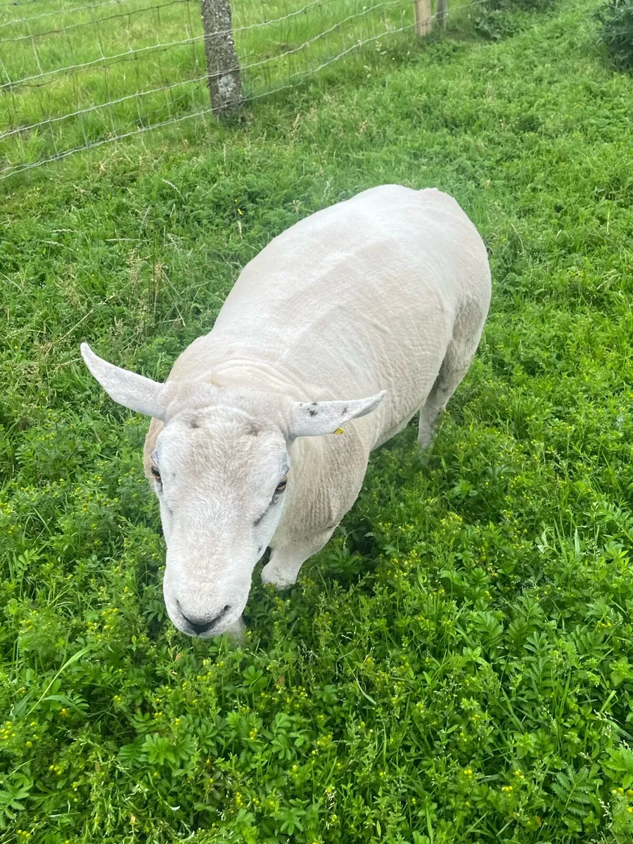Texel  hoggot ram - Image 2