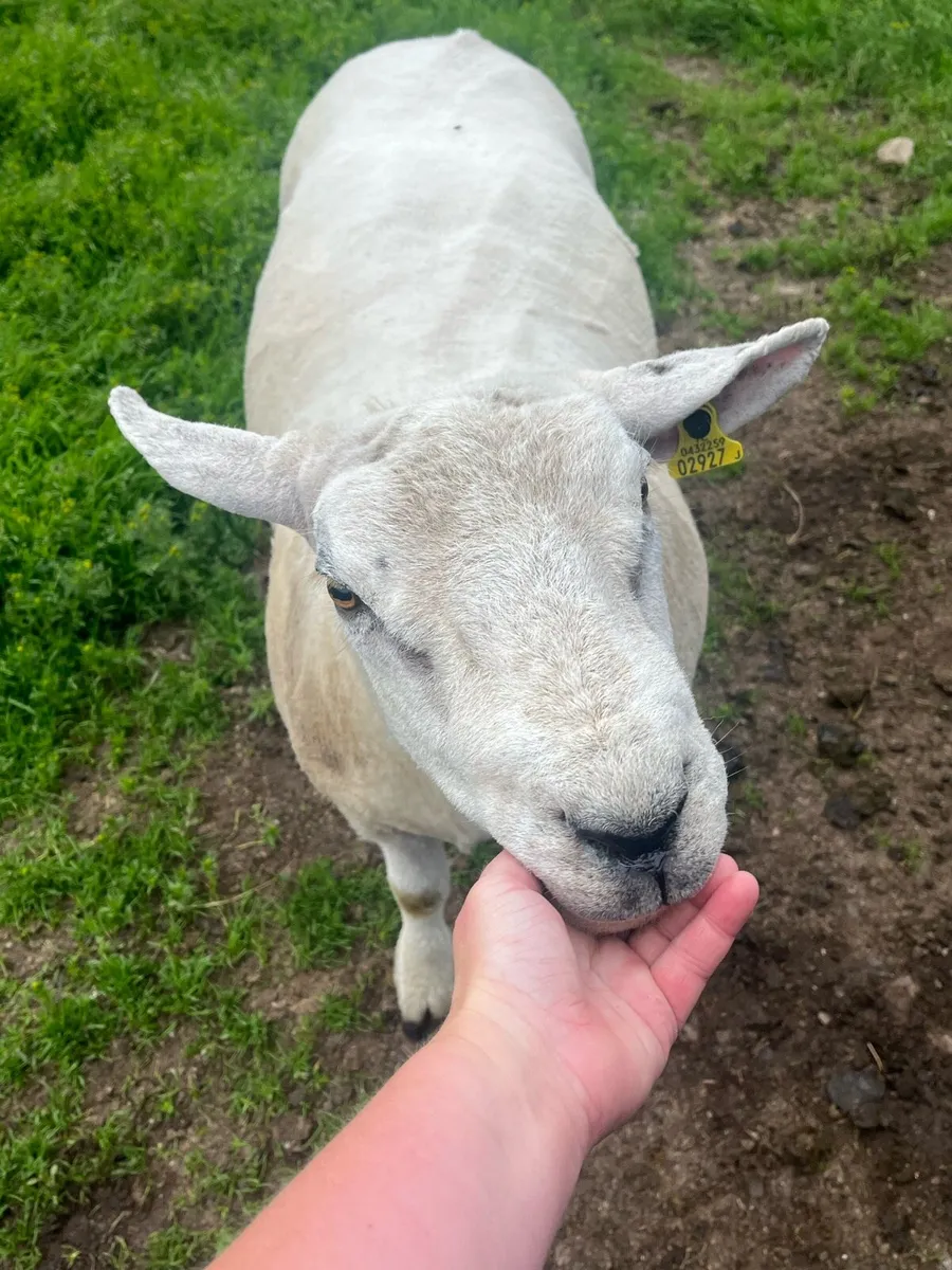 Texel  hoggot ram - Image 3