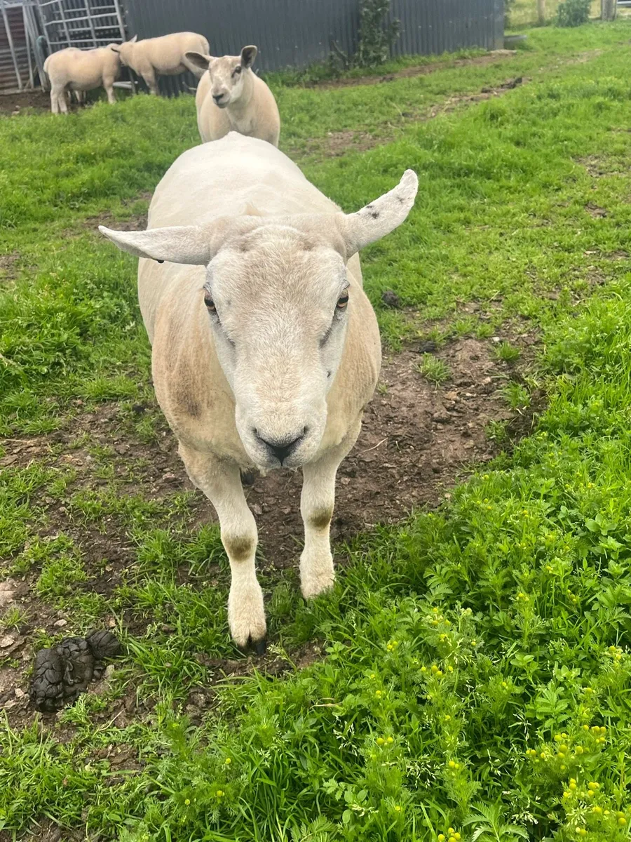 Texel  hoggot ram - Image 4
