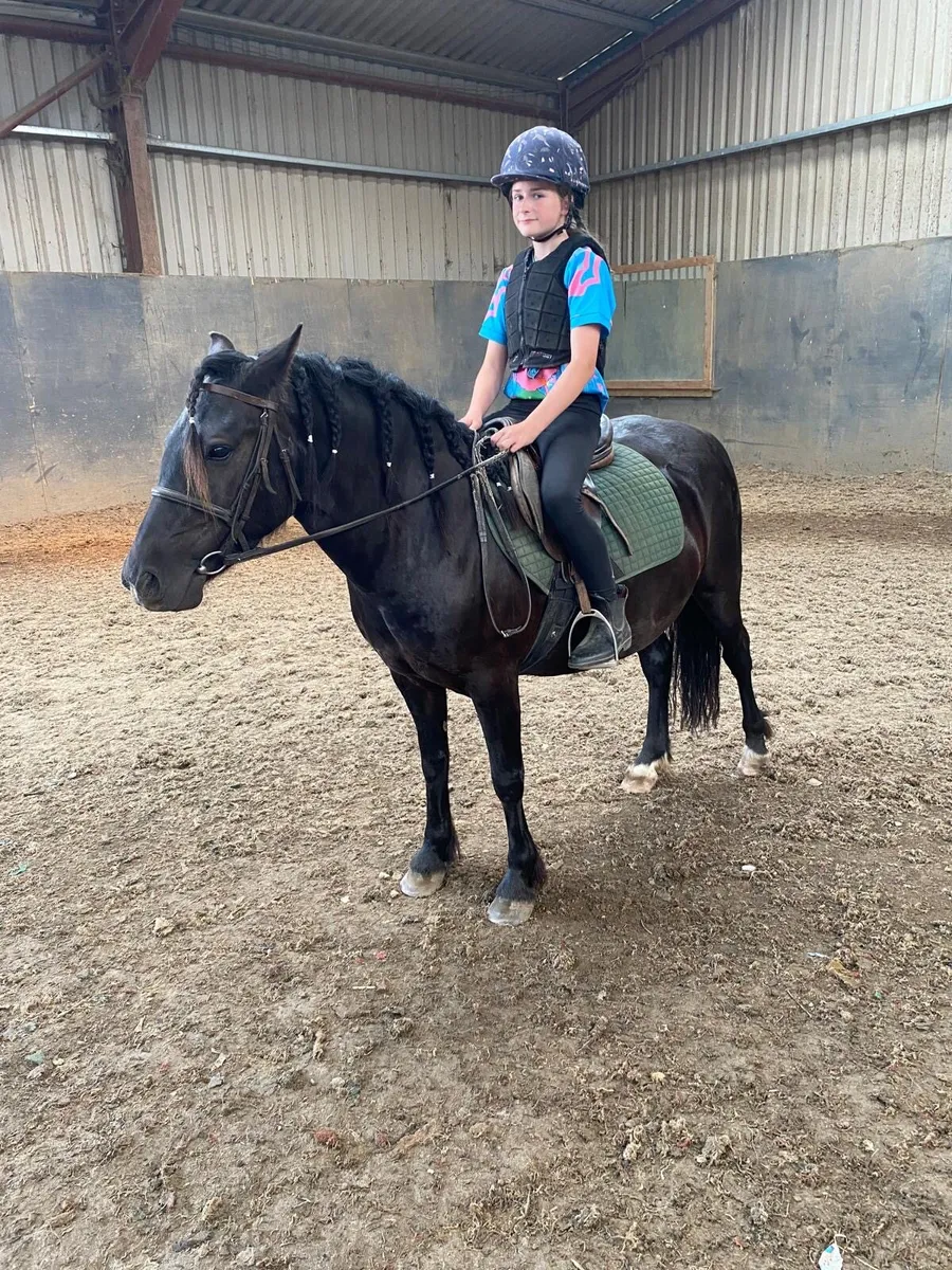 Bombproof black 5yr old 13.1 hh filly - Image 1