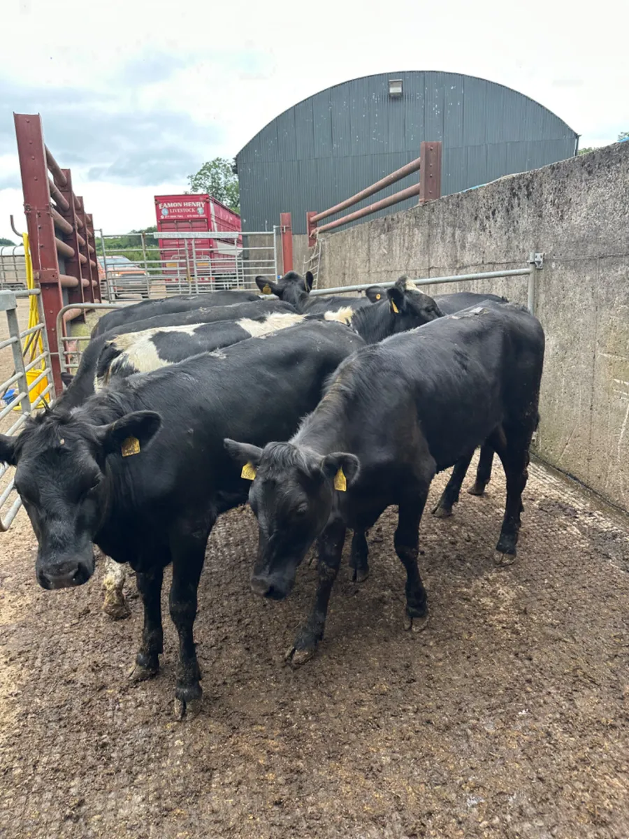 Angus and blue heifers - Image 2