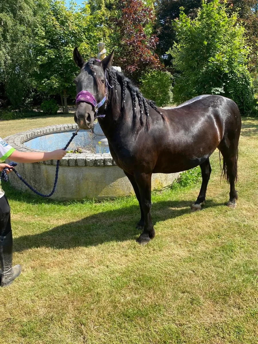 Bombproof black 5yr old 13.1 hh filly - Image 4