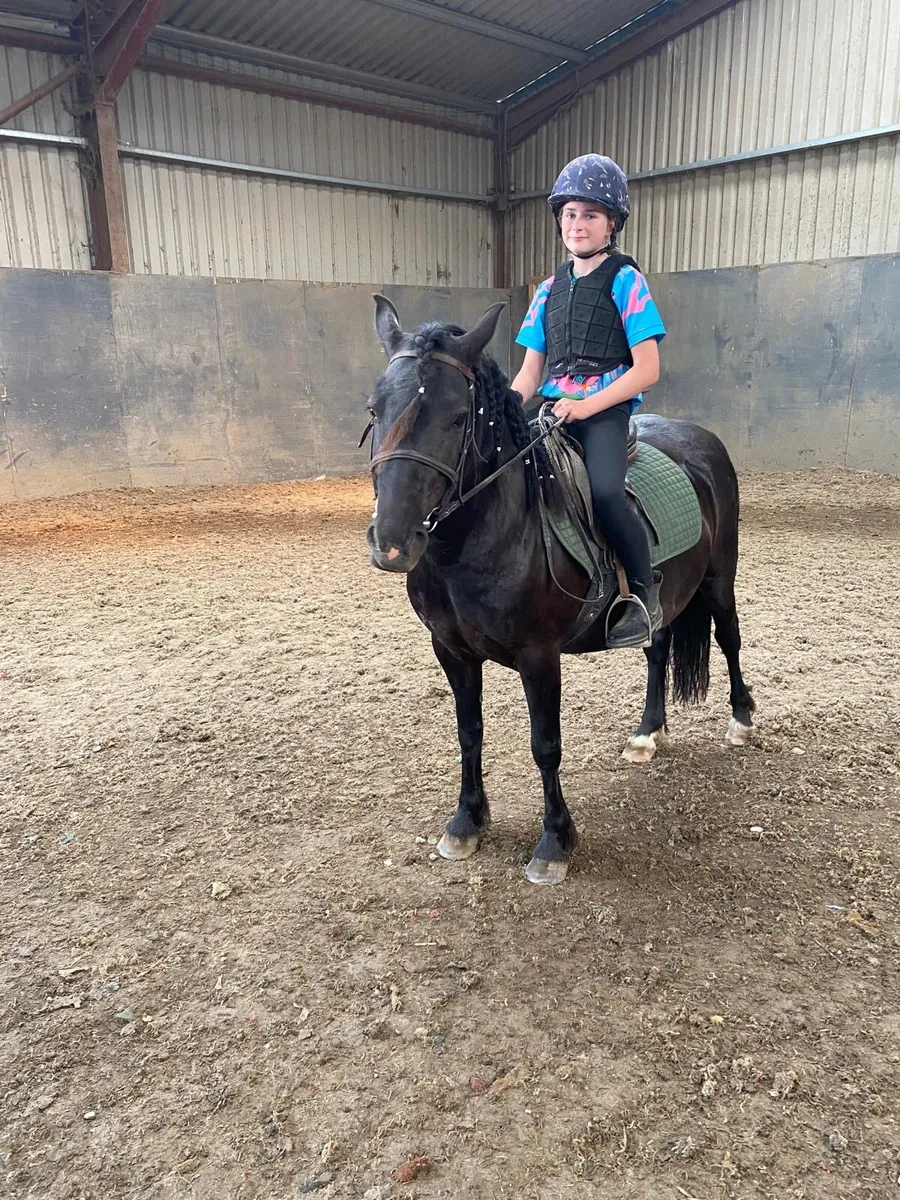 Bombproof black 5yr old 13.1 hh filly - Image 2