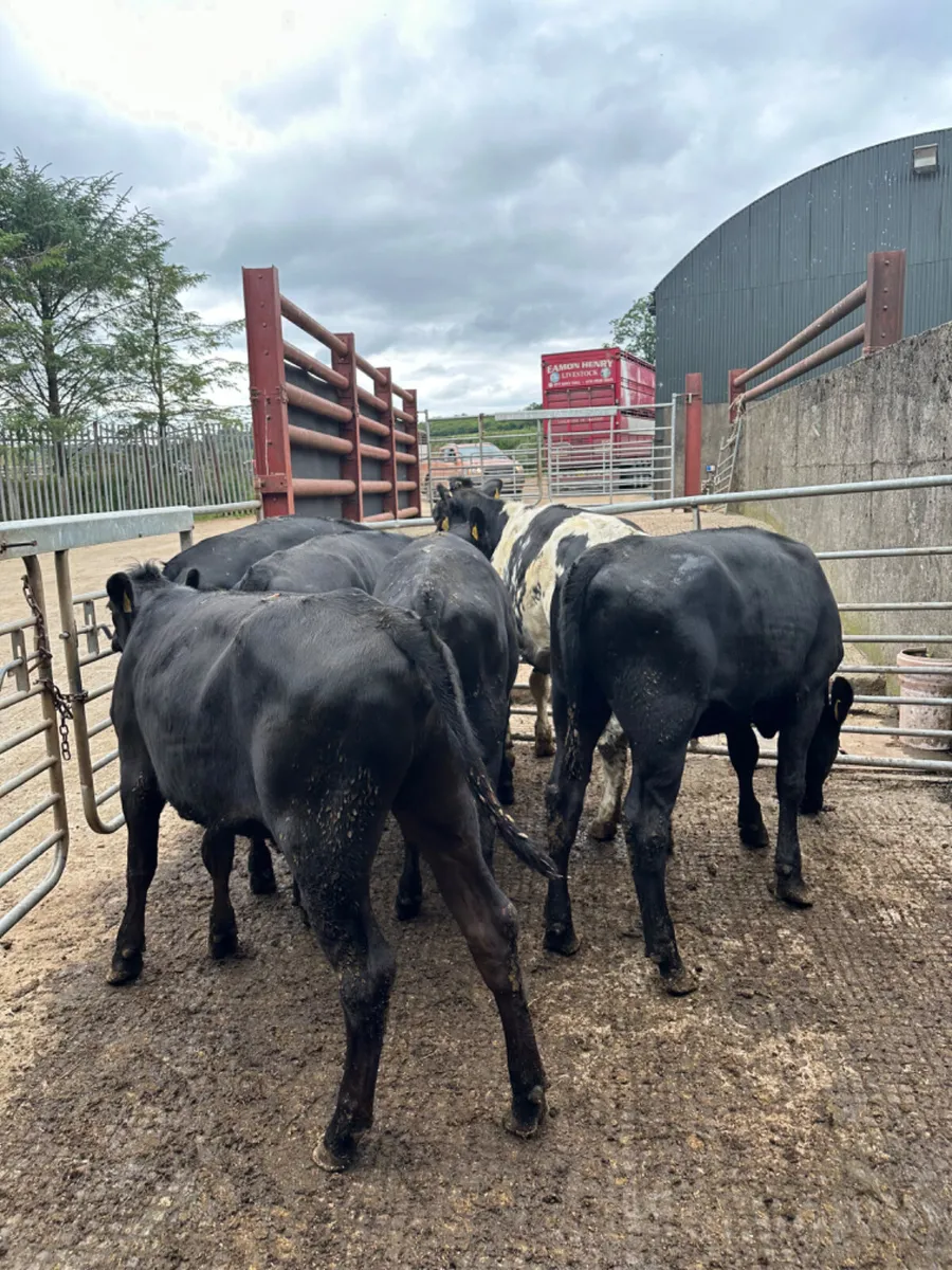Angus and blue heifers - Image 1
