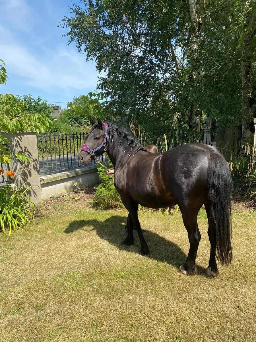 Bombproof black 5yr old 13.1 hh filly - Image 3