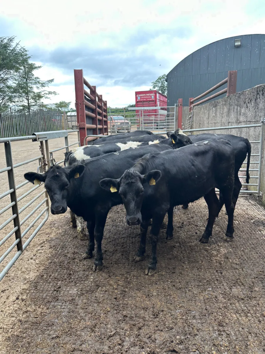 Angus and blue heifers - Image 4