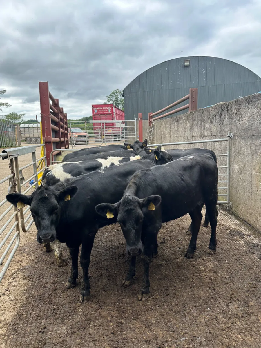 Angus and blue heifers - Image 3