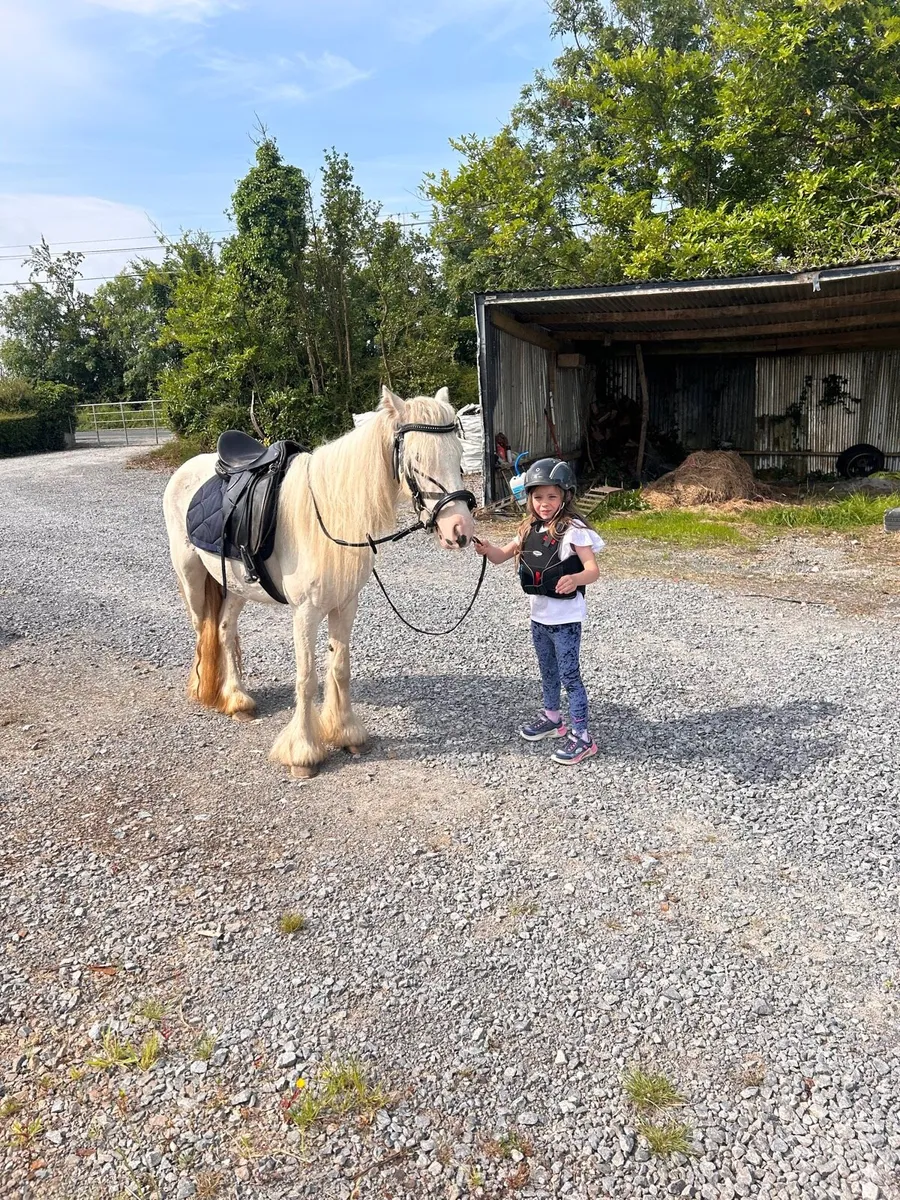 🌸 Allrounder pony for sale 🌸 - Image 2