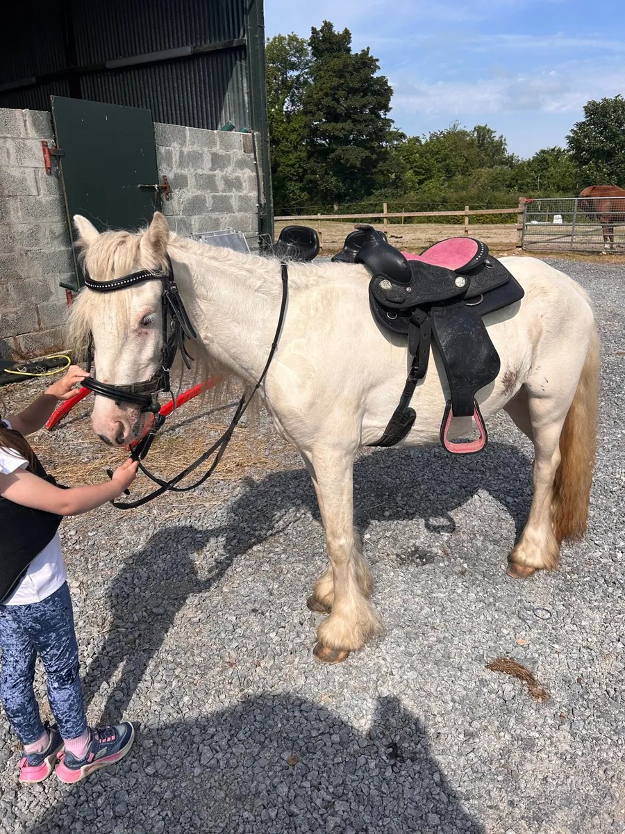 🌸 Allrounder pony for sale 🌸 - Image 4
