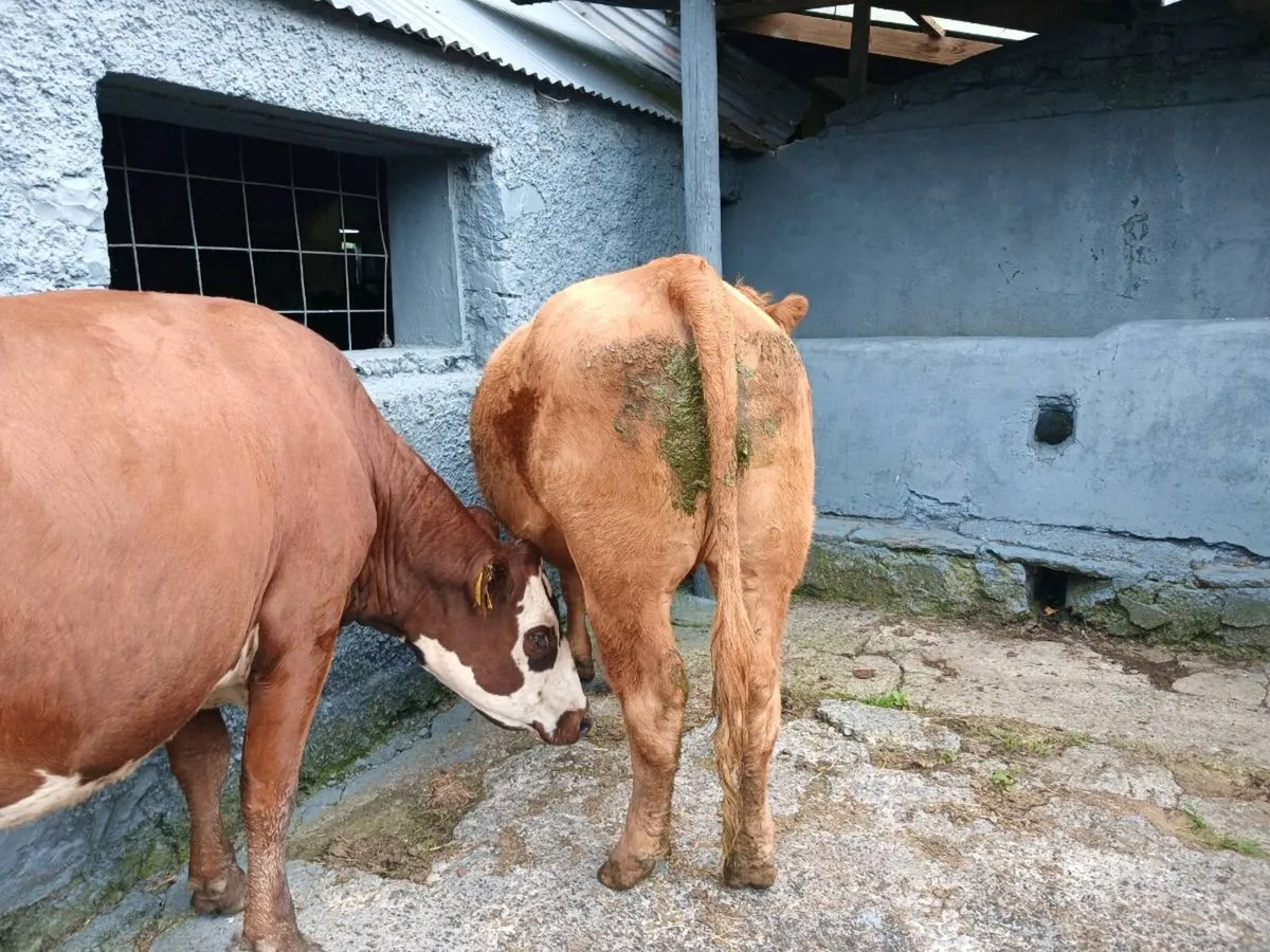 3 in-calf heifers - Image 2